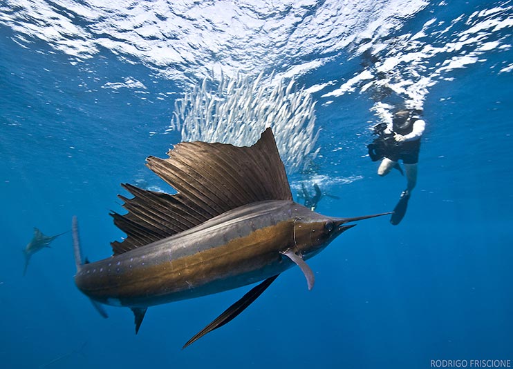 cancun sailfish